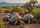 El renacer de las gigantes: El histórico regreso de las tortugas a Galápagos tras un siglo y medio